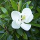 Magnolia grandiflora 'Kay Parris'